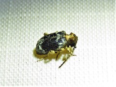 Gynopterus