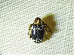 Gynopterus