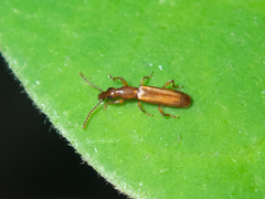 Cerobates