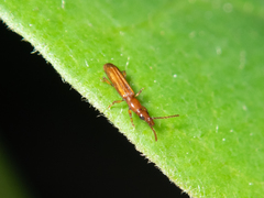 Cerobates