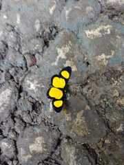 Cyllopoda jatropharia