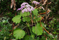Pericallis malvifolia