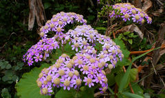 Pericallis malvifolia