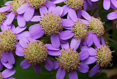 Pericallis malvifolia