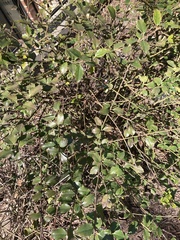 Alectryon diversifolius