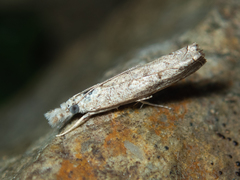 Culladia hastiferalis