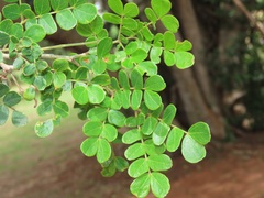 Albizia petersiana
