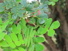 Albizia petersiana