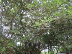 Albizia petersiana