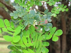 Albizia petersiana