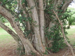 Albizia petersiana