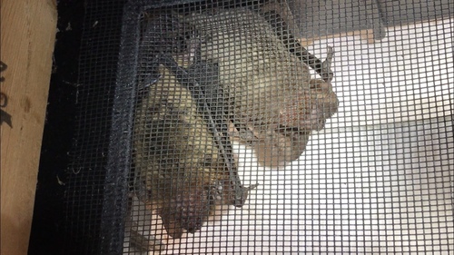 Big Brown Bat photographed in South Carolina