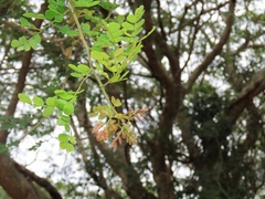 Albizia petersiana