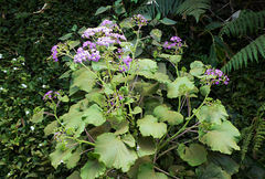 Pericallis malvifolia