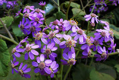Pericallis malvifolia