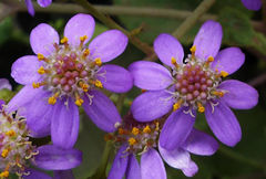 Pericallis malvifolia