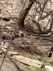 Sciurus carolinensis