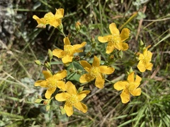 Hypericum connatum
