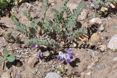 Astragalus molybdenus