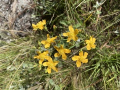 Hypericum connatum
