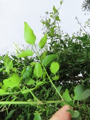 Jasminum fluminense fluminense