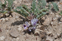 Astragalus molybdenus
