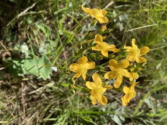 Hypericum connatum