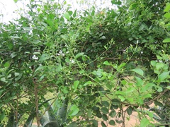 Jasminum fluminense fluminense