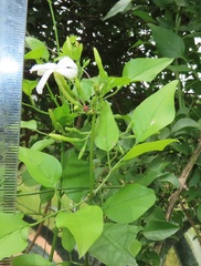 Jasminum fluminense fluminense