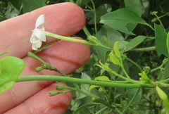 Jasminum fluminense fluminense