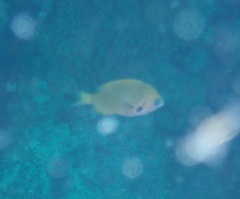 Pycnochromis pacifica