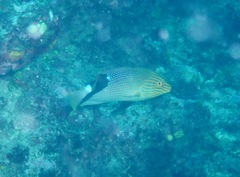 Bodianus loxozonus