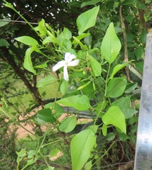 Jasminum fluminense fluminense