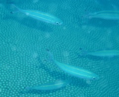 Pterocaesio digramma