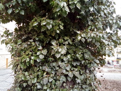 Hedera helix