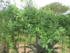 Jasminum fluminense fluminense