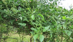 Jasminum fluminense fluminense