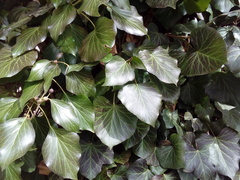 Hedera helix