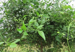 Jasminum fluminense fluminense