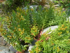 Hypericum orientale