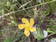 Hypericum connatum