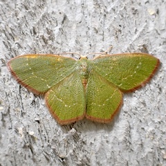 Thalera pistasciaria