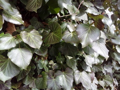 Hedera helix