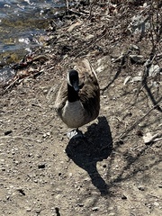 Branta canadensis