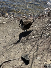 Branta canadensis
