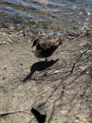 Branta canadensis