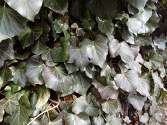 Hedera helix