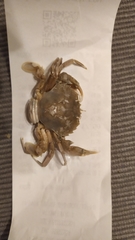 Liocarcinus