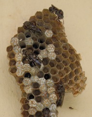 Ropalidia nobilis
