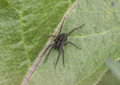 Pardosa